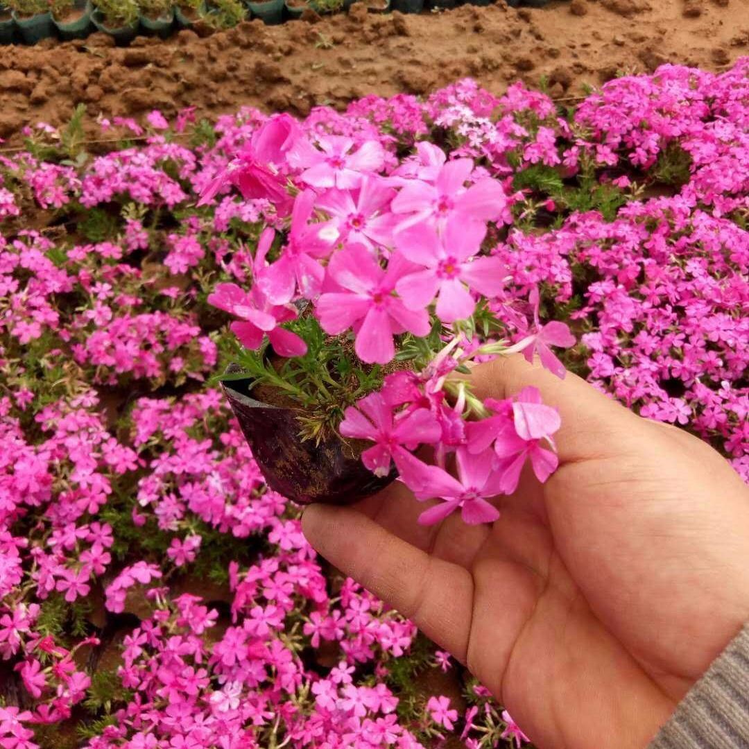 芝樱花苗 四季易种丛生福禄考花苗 工程绿化 阳台花海庭院 耐寒宿根芝樱花杯苗