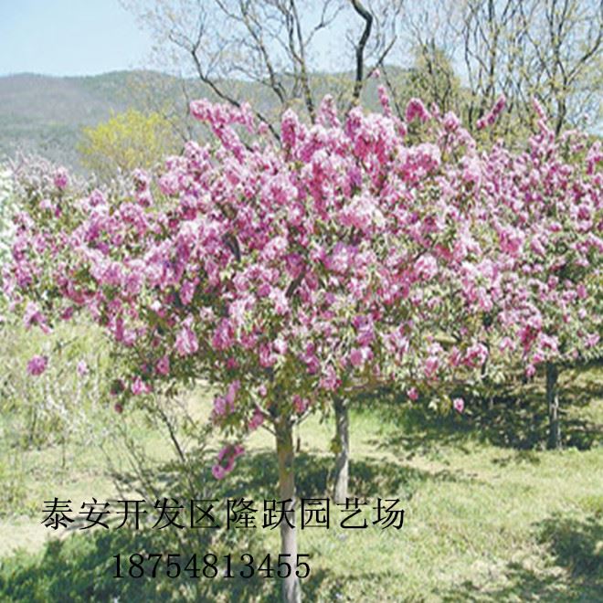 基地批發(fā)北美海棠樹 工程綠化樹木 北美海棠樹樹