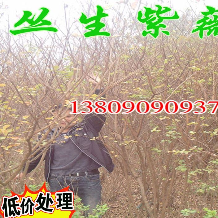 批發：紅花叢生紫薇，冠幅1-3米，紫薇叢生樹苗價格,小葉園林綠化