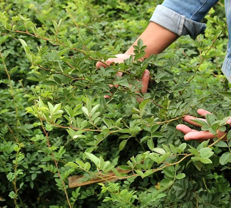 無刺薔薇 爬墻梅 多花薔薇 庭院爬藤觀花植物 品種 基地直接