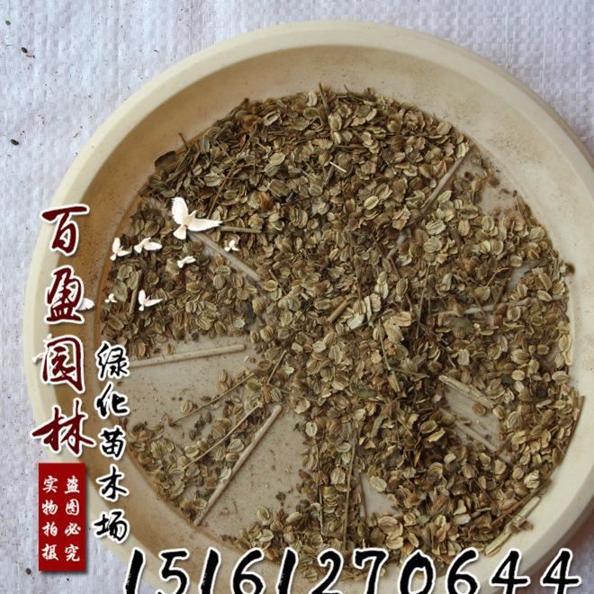 祛风湿药材种子批发白芷种子新白芷籽度高出芽率中草药