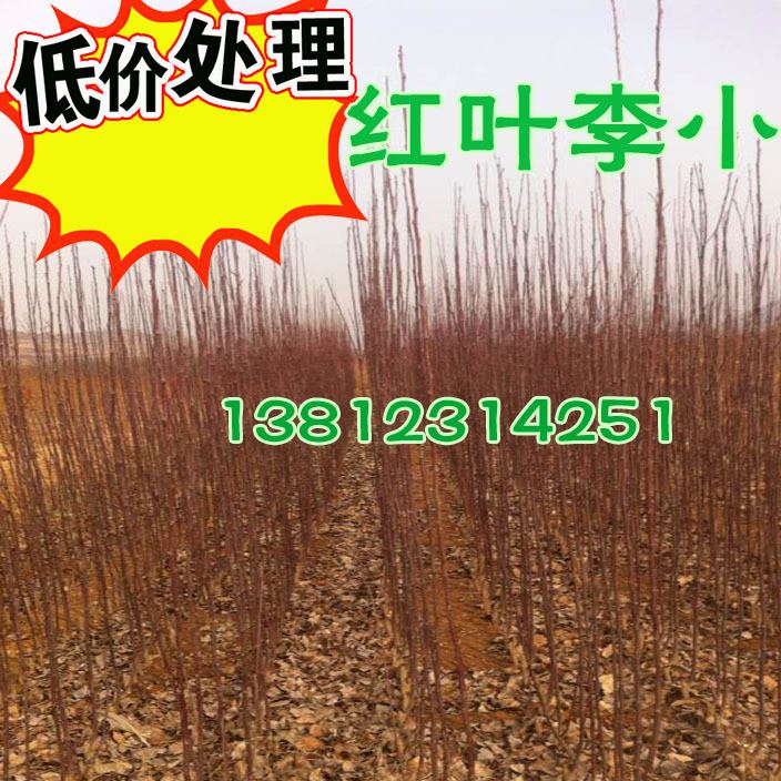 供應：紫葉李苗，紫葉李小苗，高度0.5-2米，另有2-15公分大苗