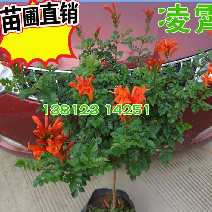 攀援花卉；凌霄，1公分-2-3-5cm樹小苗價格   爬藤植物可盆栽