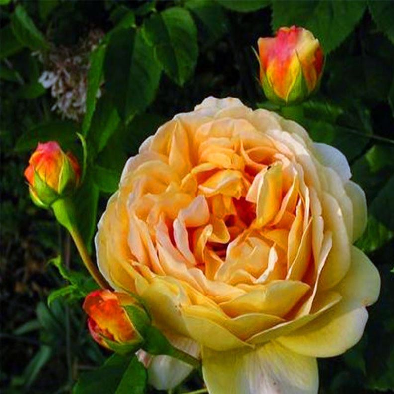 新品歐月 黃金慶典 庭院觀花芳香植物 月季花苗 扦插小苗