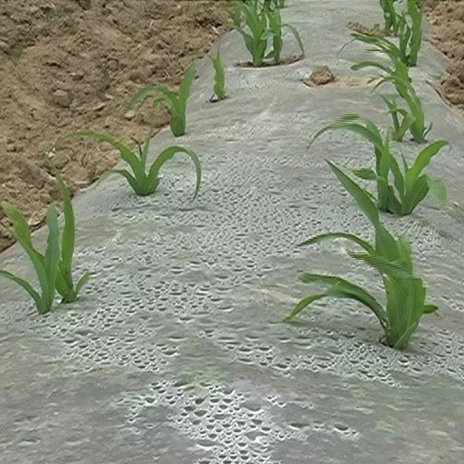 直銷批發(fā)PE薄膜地膜大棚膜農(nóng)用薄膜 無(wú)滴膜 透明耐用 抗氧化