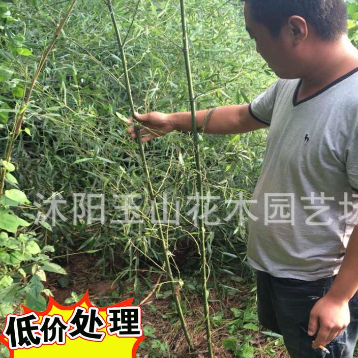 批發：1-8CM粗竹子毛竹，青皮竹，紫竹，剛竹，早園竹，金鑲玉竹