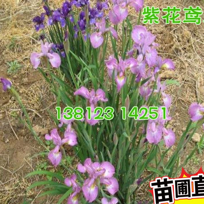 批發：鳶尾，德國鳶尾花  蝴蝶蘭，藍花/黃花/紫花鳶尾苗木價格