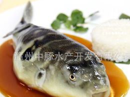 供應水產海鮮 條紋 河豚魚 養殖無毒河豚魚批發