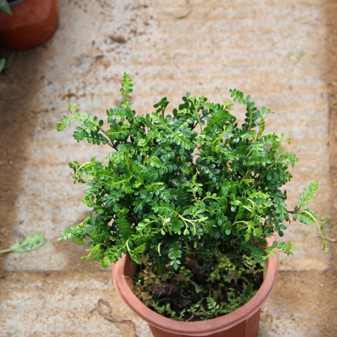 批發清香木室內綠植淨化空氣盆栽花卉盆景驅蚊淨化空氣