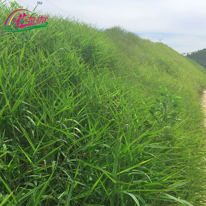 廠家批發(fā)綠化草種 邊坡綠化糖蜜草籽四季耐旱耐酸水保種子