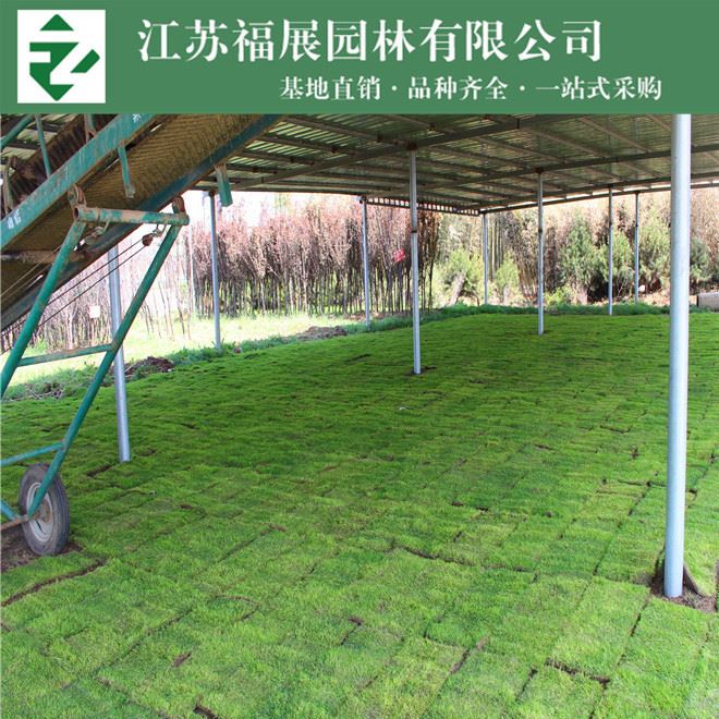 批發草坪 四季青 果嶺草 真草皮