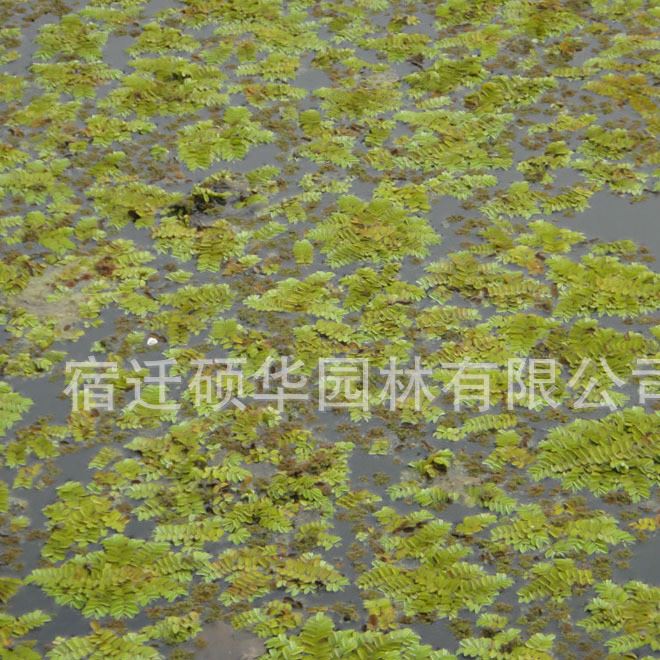 批发水生植物迷你浮萍 槐叶萍圆心 绿化鱼缸绿化污水处理