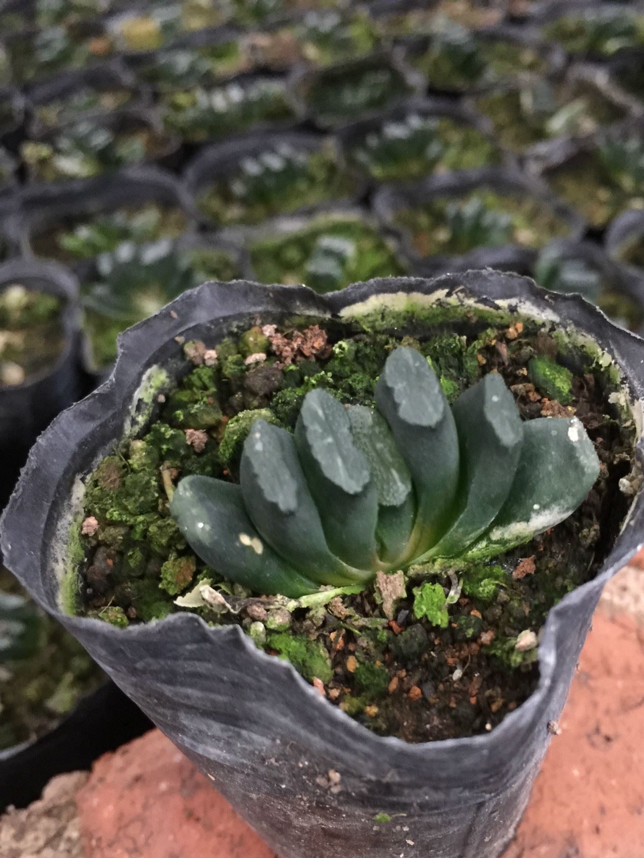 墨玉扇 多肉植物 批發(fā) 廠家直銷