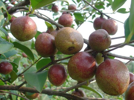 供應(yīng)油茶樹苗，油茶種子，廠家直銷