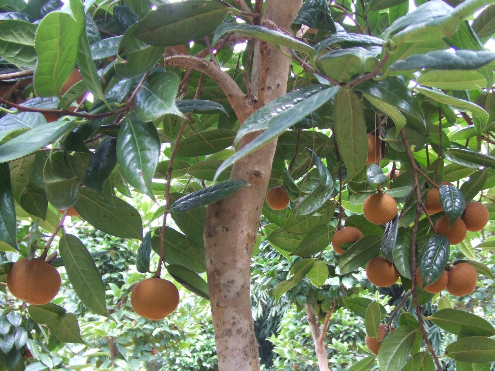 供、紅花油茶苗