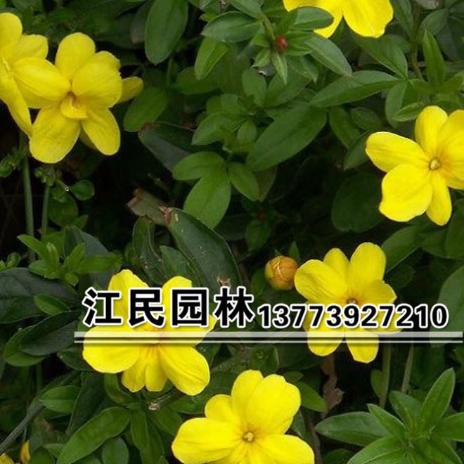 批發黃馨 云南黃馨 綠化苗木 直銷黃馨小苗 價格優惠