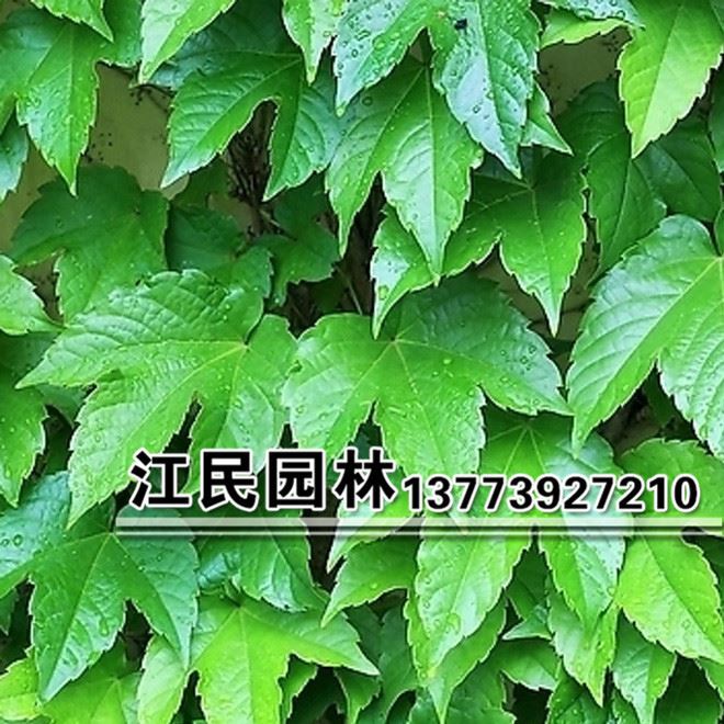 大量供應(yīng)綠化苗木  爬山虎 攀援植物 綠化苗木 價(jià)格優(yōu)惠