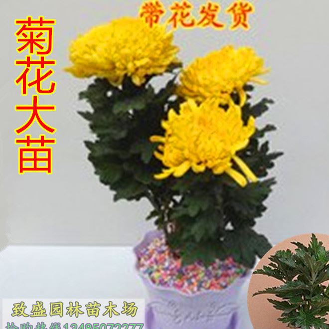 批發(fā)盆栽菊花苗 大麗花 菊花大苗 當(dāng)年開(kāi)花 可泡茶 多品種任選