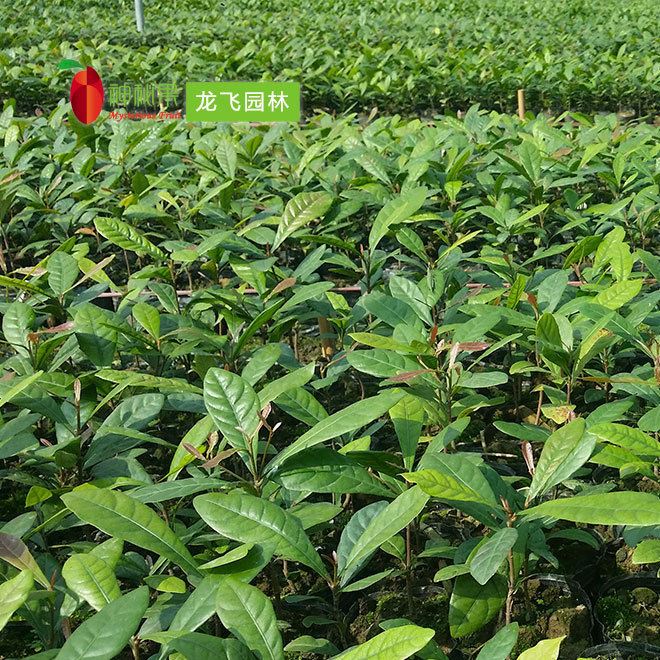 神秘果树3年苗蜜拉圣果变味果盆栽批发供应龙飞种植神秘果苗