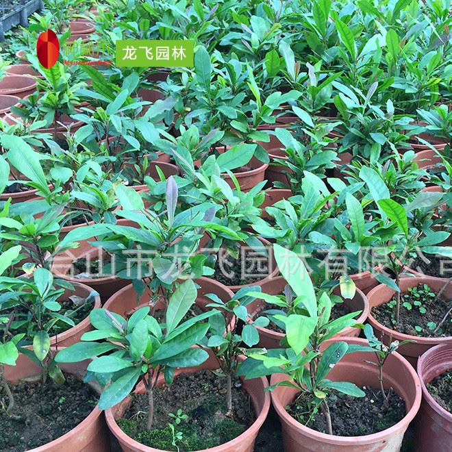 批發供應神秘果樹 4-5年苗 蜜拉圣果 奇跡果 變味果 龍飛種植