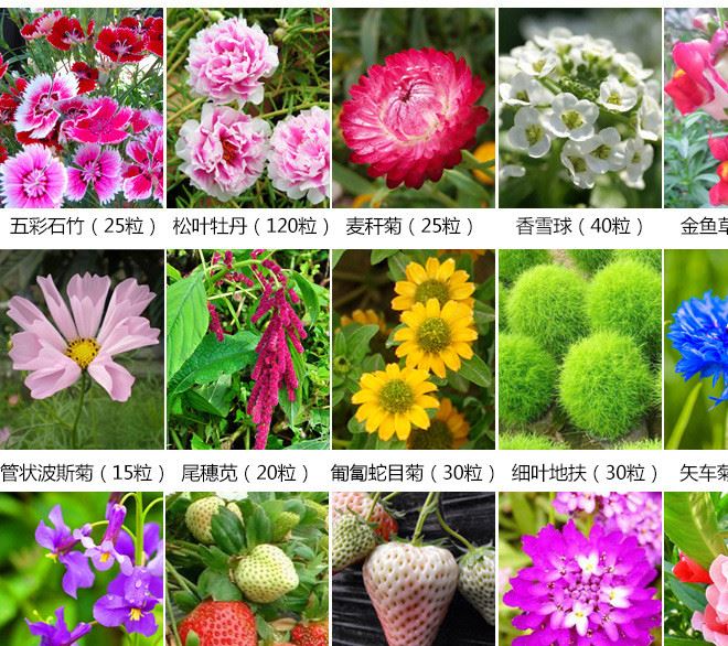 10克一包 花卉種子銷售 成活率95%波斯菊太陽花草莓四季盆栽