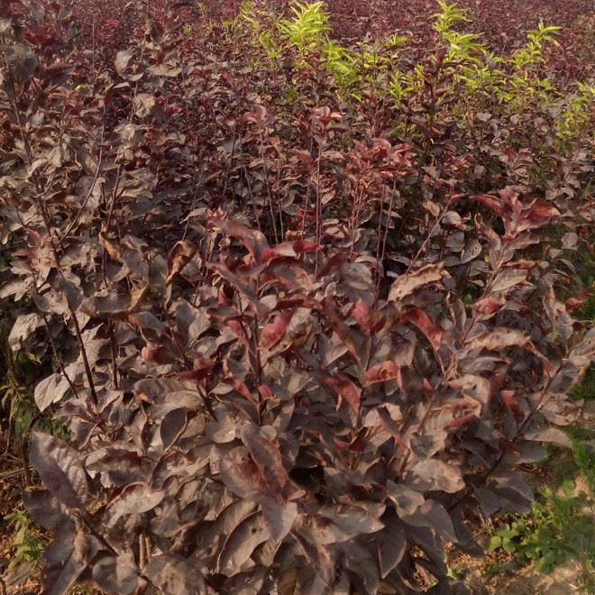 造型紫薇樁 紫薇樹樁 紫薇樁景 紫薇老樁 紫薇盆景 紫薇古樁