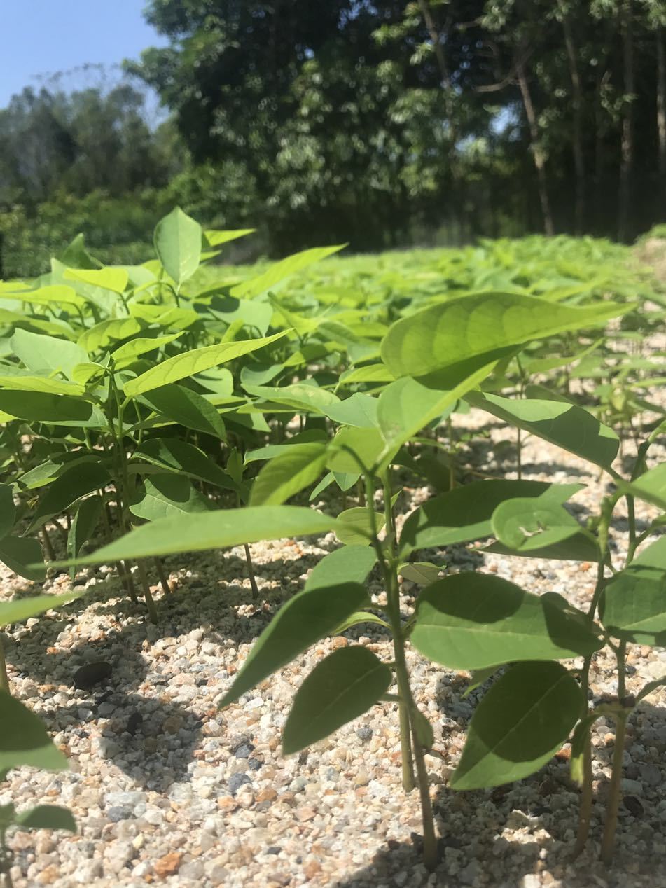 臺(tái)灣鳳梨釋迦杯苗，番荔枝杯苗，佛頭果，林檎，實(shí)生苗，嫁接苗