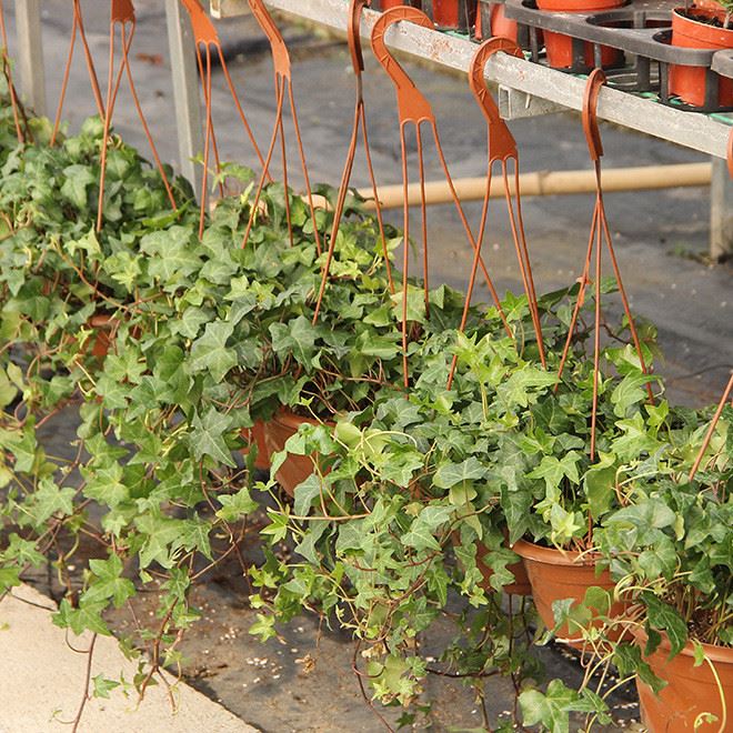 基地直銷 藤本植物 常青藤苗 工程綠化苗 藤本植物 常青