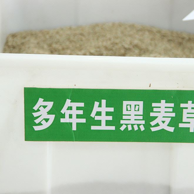 多年生黑麥草 草種子 黑麥草北方型 庭院綠化專用草坪種子