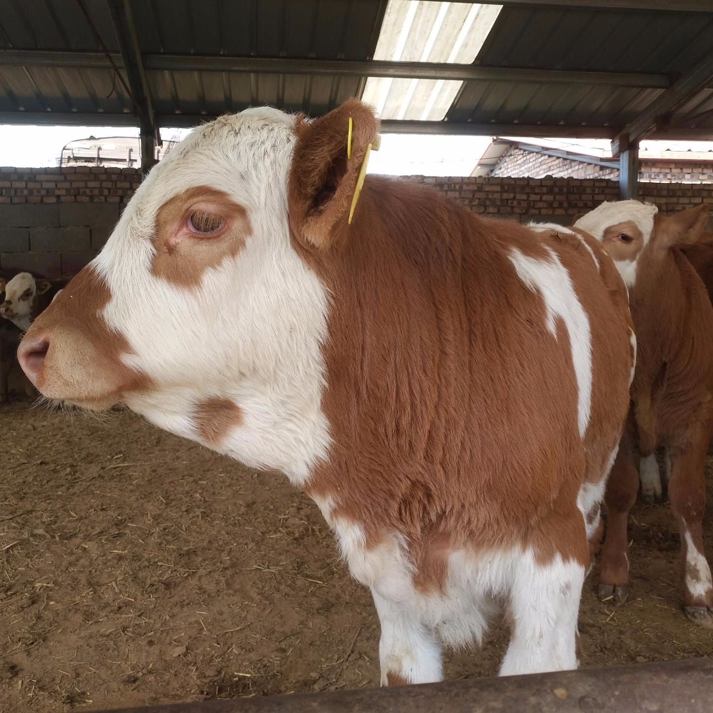 牛苗价格 牛犊3-6个月 西门塔尔牛牛犊 鲁西黄牛牛犊长势快