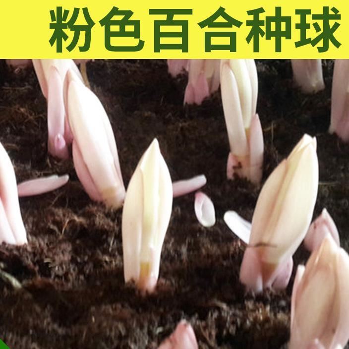 观赏香水百合花卉种球 粉色花卉盆栽种球 办公桌绿植盆栽种球