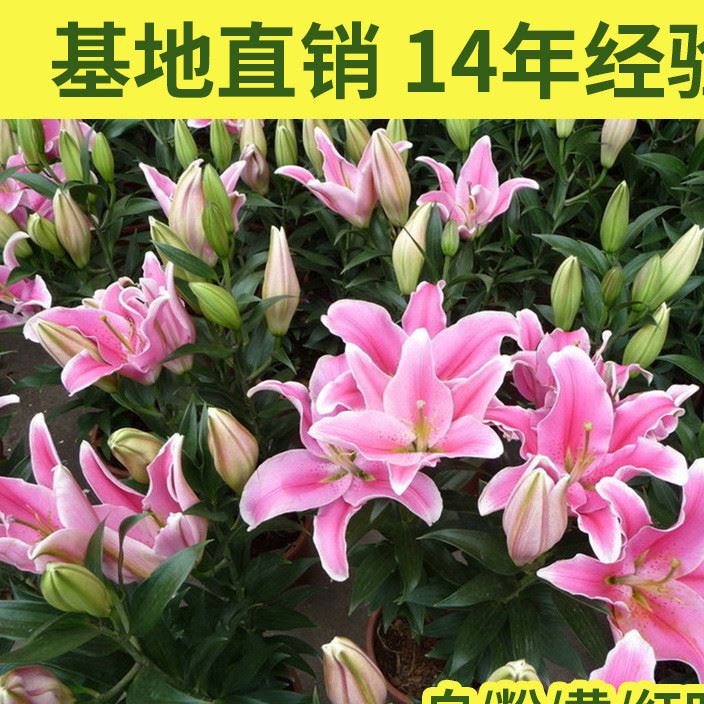 粉色花店手工百合花 新鮮觀賞香水百合花 母親節(jié)婚慶鮮花速遞批發(fā)