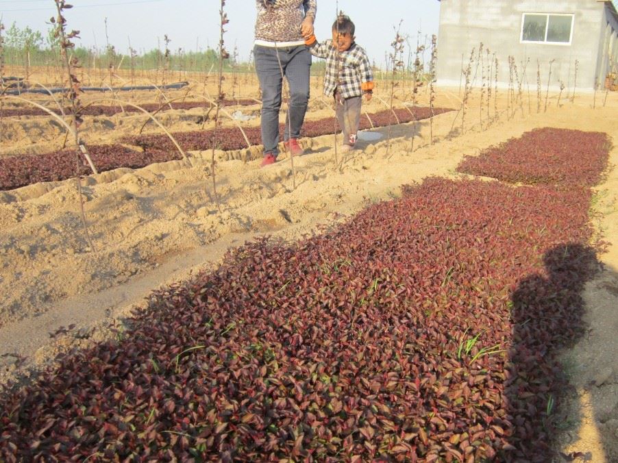 供應(yīng)嫁接砧木沂蒙甜茶苗嫁接海棠樹蘋果樹用的沂蒙甜茶小水苗