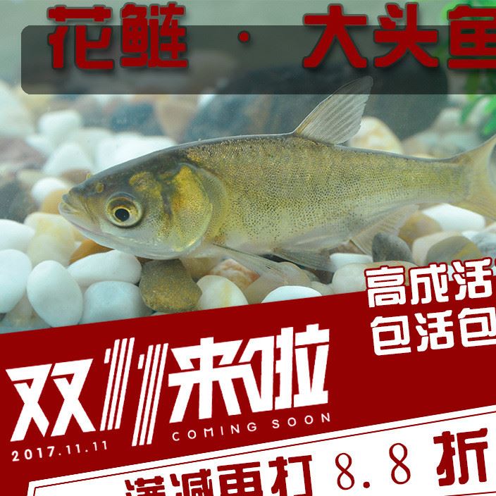 活體草魚苗 鳙魚苗 花鰱魚苗 胖頭苗 大頭魚苗 放生魚 活體飼料淡