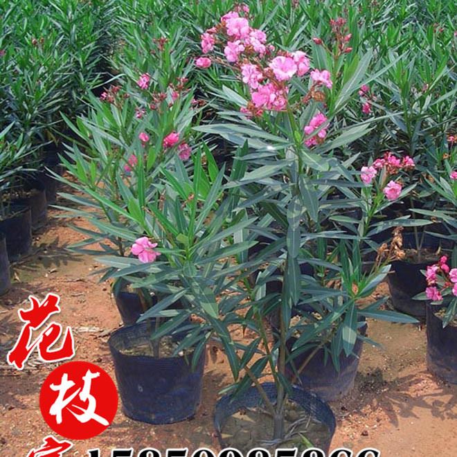 綠化工程苗木直銷(xiāo) 夾竹桃苗小苗 庭院觀花植物 夾竹桃 規(guī)格