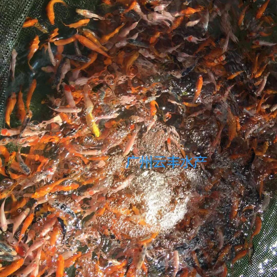 錦鯉魚苗 日本鯉魚苗 觀賞魚苗 風(fēng)水魚苗 淡水三色錦鯉魚苗