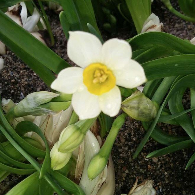 漳州特產水仙花 批發(fā)有氧水培水仙花 桌面花卉盆栽 迷你花卉盆栽