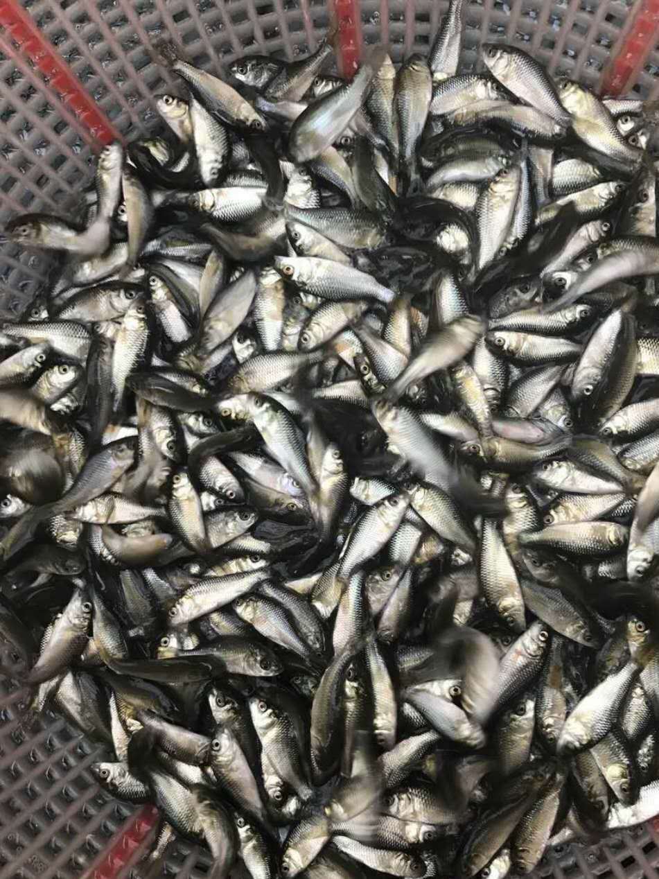 湘云鯽鯽魚苗鯉魚鯽霸鯽工程鯽 湘云鯽批發(fā) 中科鯽魚苗活體批發(fā)