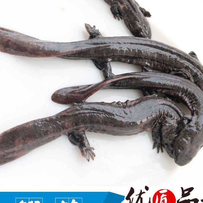 供應(yīng)娃娃魚 娃娃魚苗 養(yǎng)殖 廠家直銷 歡迎選購 50g