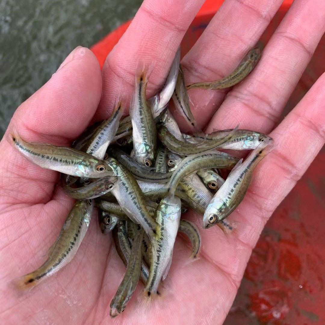 2019廠家直銷加州鱸魚苗 鱸魚苗水花 全國發(fā)貨