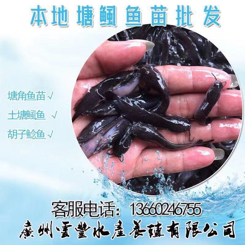 全國供應塘虱魚苗 泥鰍苗 塘角魚苗 黃鱔苗  質量 價格實惠