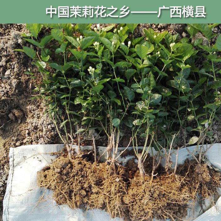 2017年1月向全國發(fā)售廣西橫縣茉莉花苗重瓣雙瓣白色茉莉3年種苗