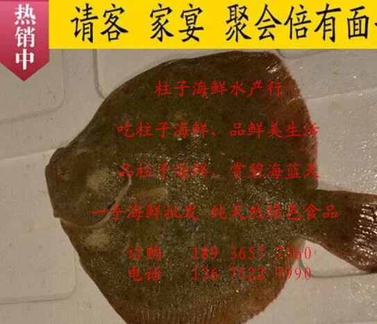 連云港海鮮、大量供應(yīng)各種規(guī)格多寶魚丶野生石江魚、鮮活大菱鲆