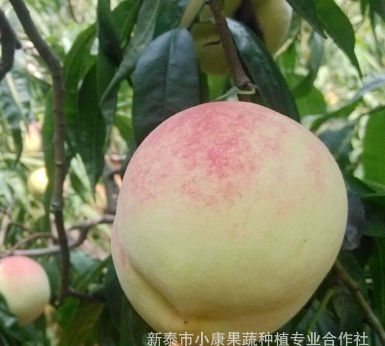 山東肥城特產(chǎn)肥城桃水蜜桃子萊山蜜新鮮水果禮盒裝一件代發(fā)
