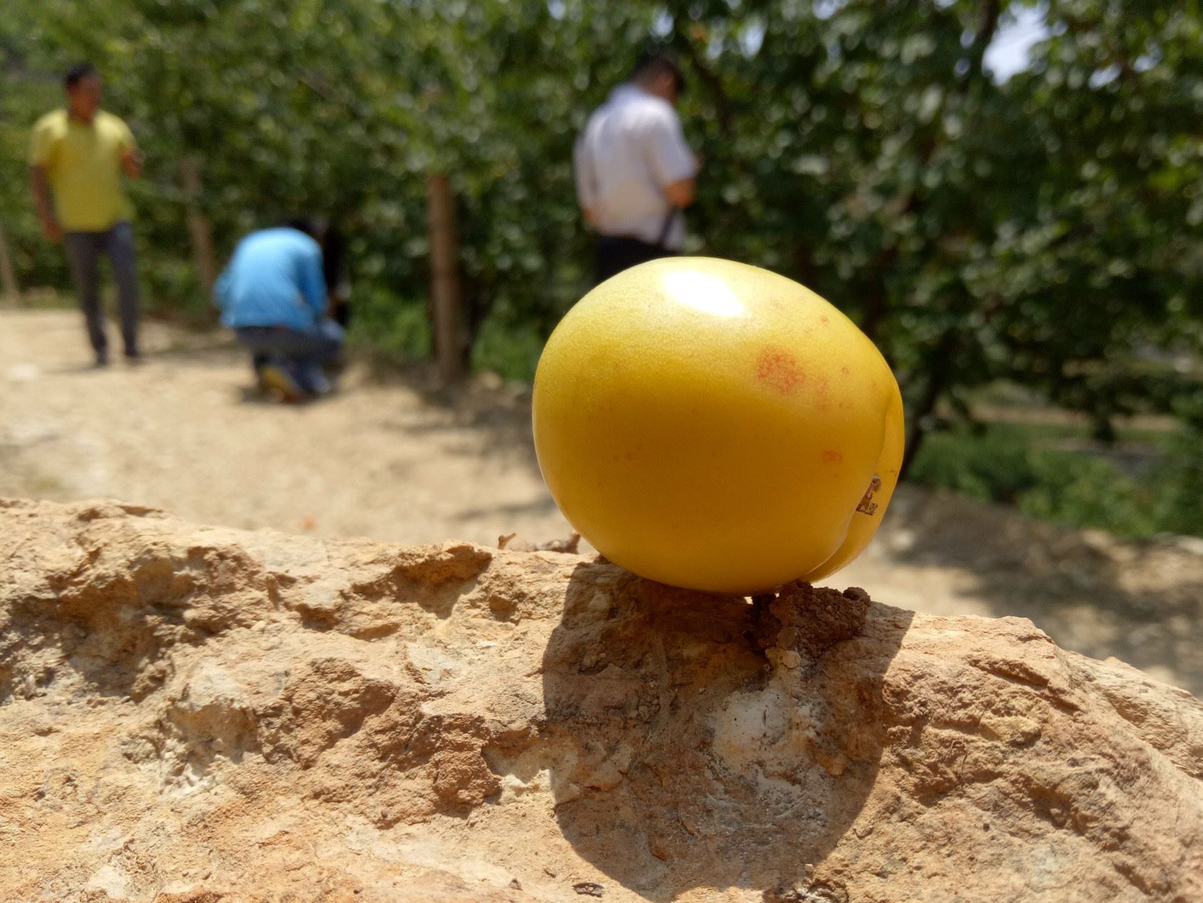 新鲜精选迷你杏 山东产地现摘杏子珍珠贵妇杏孕妇新鲜水果