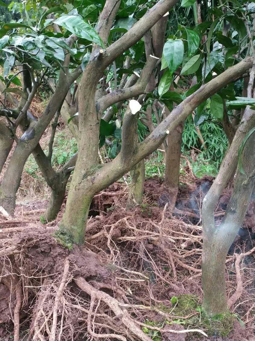 果樹種苗一級良種地栽苗種植提供柑橘樹苗成苗紅美人早熟四川包郵