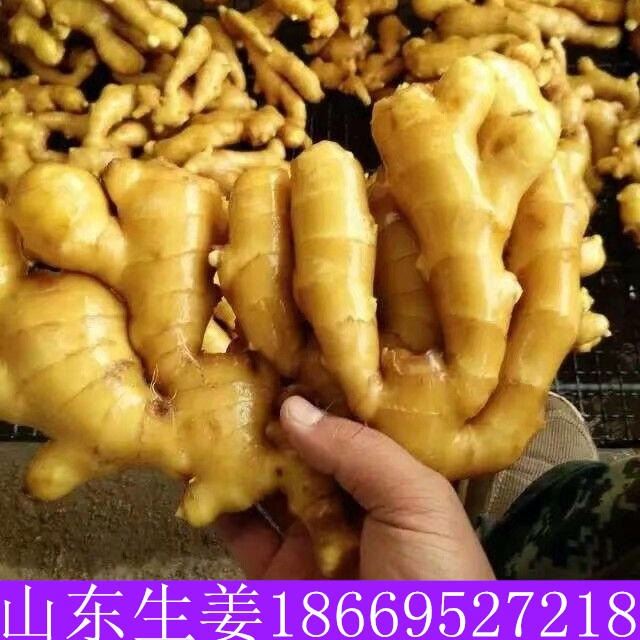 生姜價格 山東小黃件價格 小黃姜  生姜產(chǎn)地信息