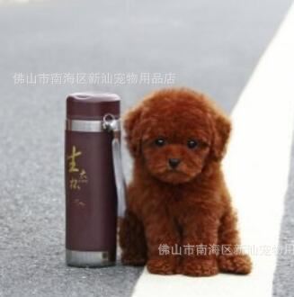 種茶杯玩具泰迪熊出售 品相好顏色 健康簽協議