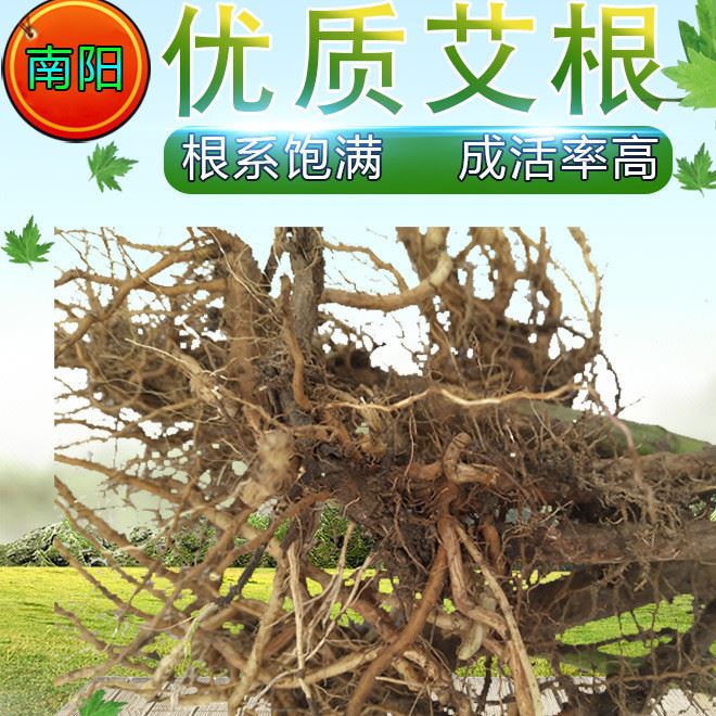 南陽(yáng)野生艾根批發(fā)   老艾根艾苗艾草根500g