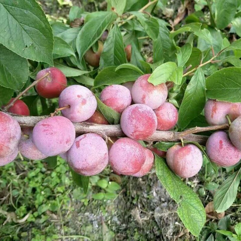 脆紅李 嫁接脆紅李子樹苗 晚熟脆紅李子樹苗